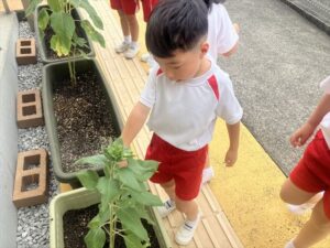 「大輝のひまわり」が咲きました🌻（宙組）